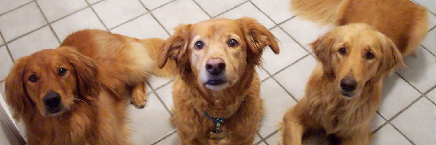 TheRealDogBlog's profile banner image