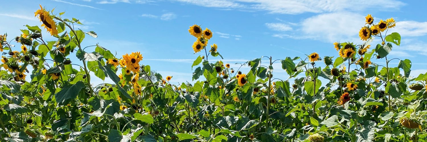 michellleromano's profile banner image