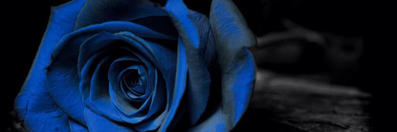 daniayla_'s profile banner image