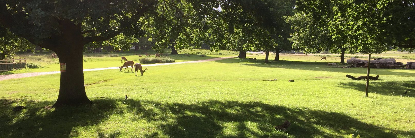 East Sheen News banner