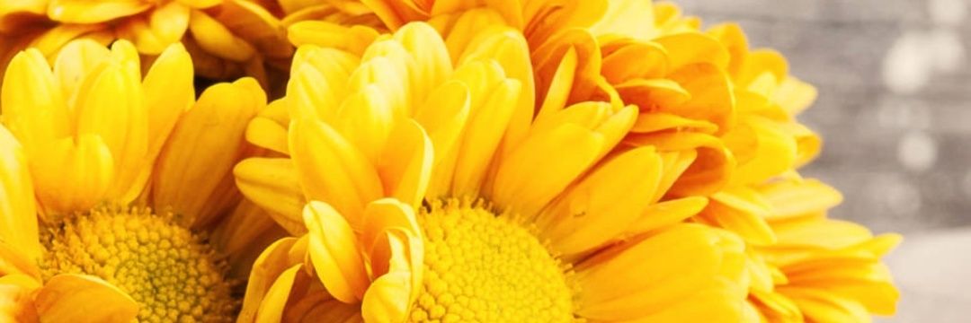 rethu0815's profile banner image