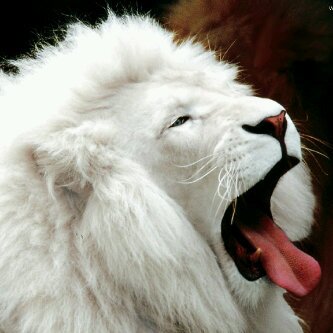 kingz_simba's profile banner image