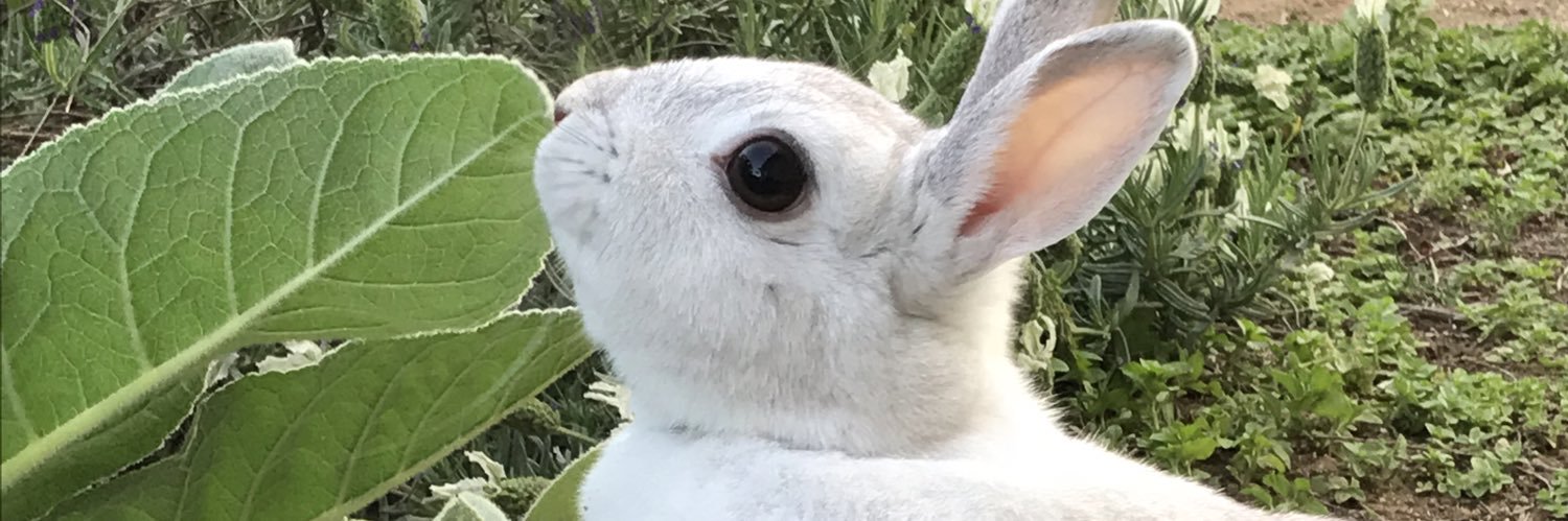 kikkey19's profile banner image
