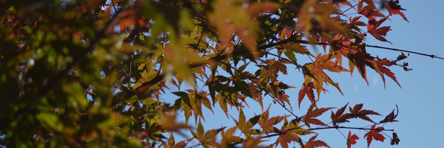 ken7253 banner