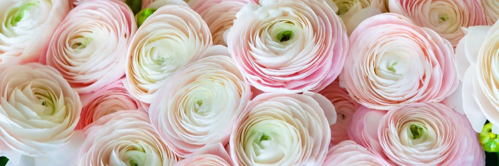Knutsfordbloom's profile banner image