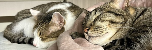 belwang_161 Profile Banner