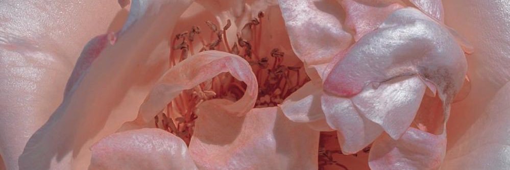 cherryneriii's profile banner image