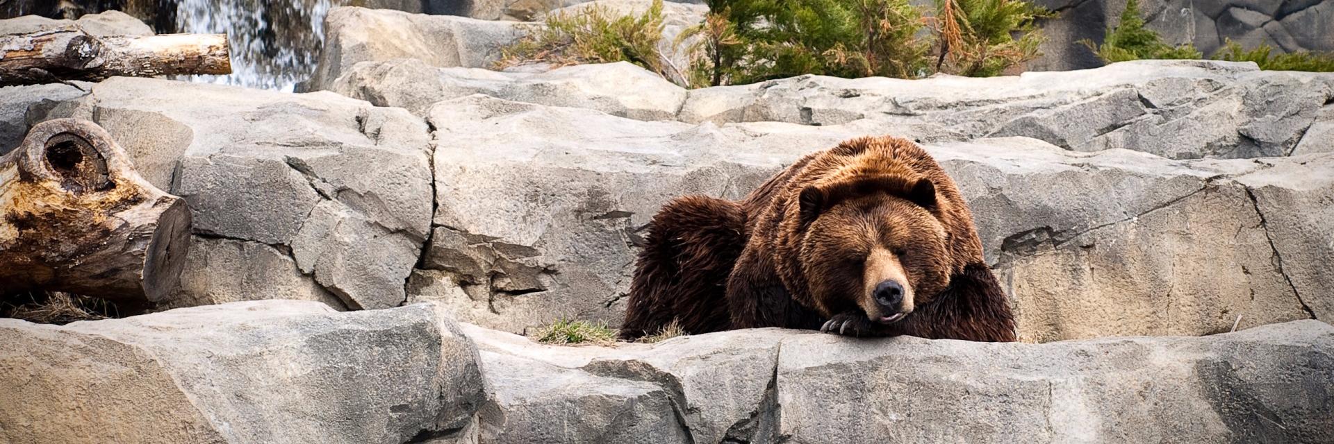 TheZooAnimals's profile banner image