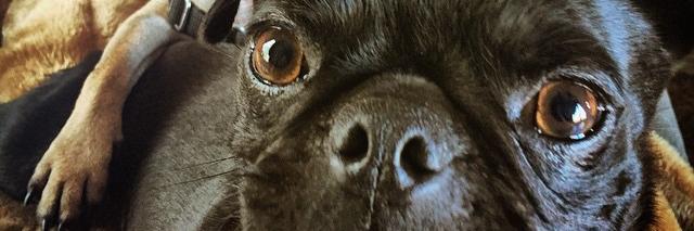 furfam's profile banner image