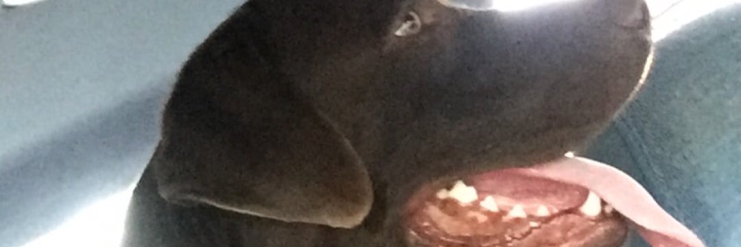 JacobGa17555441's profile banner image