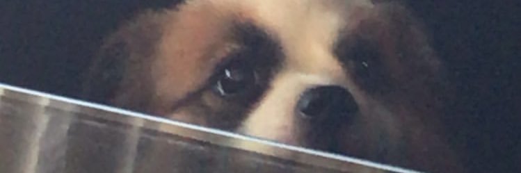 mangocoloredboy's profile banner image