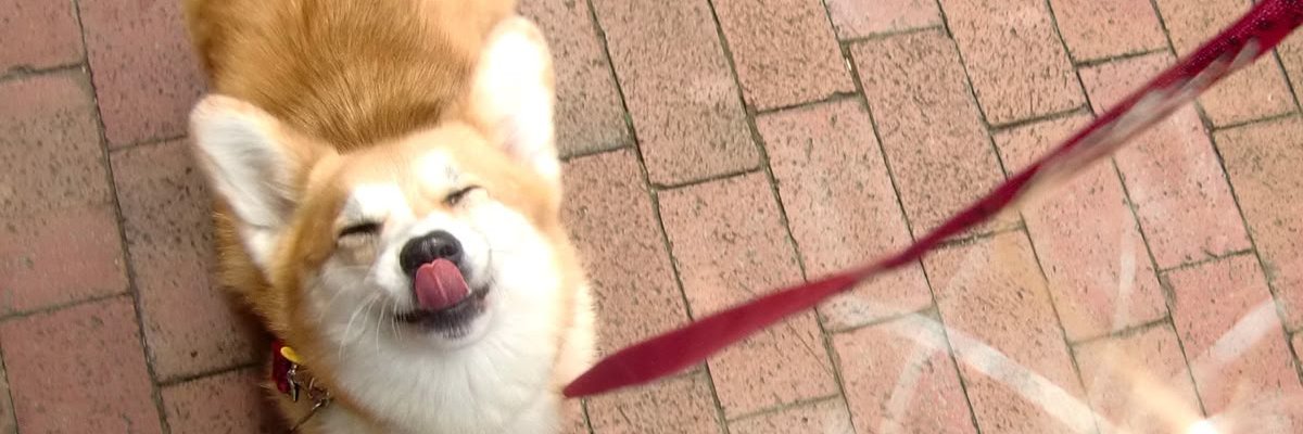 Kits🦊 banner