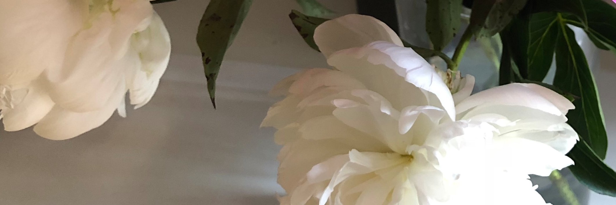 olivia_dawa's profile banner image