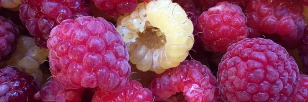 dnvuong Profile Banner