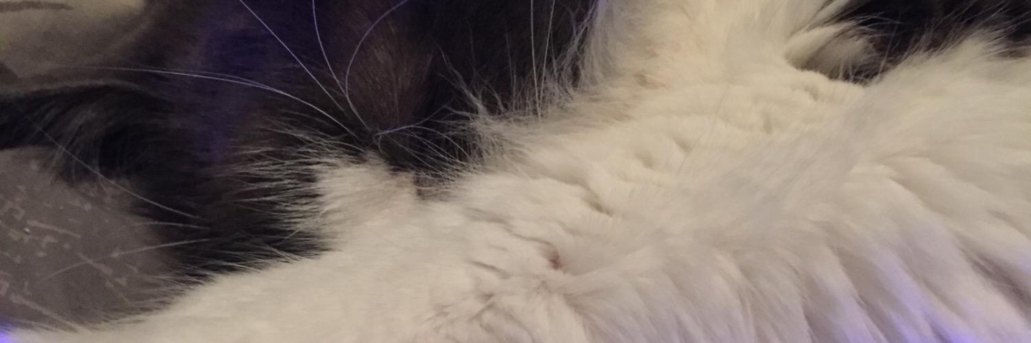 leesthecat's profile banner image