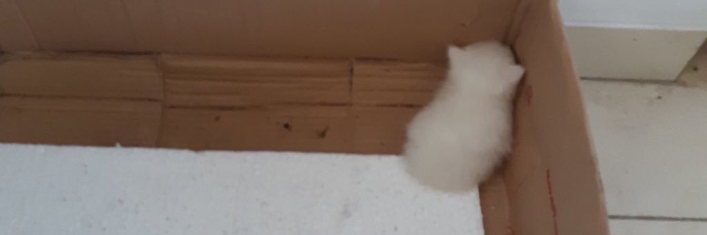 BasicallyMonica's profile banner image