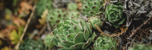 sammeden Profile Banner