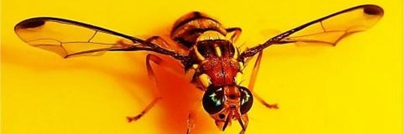mirentomologist's profile banner image
