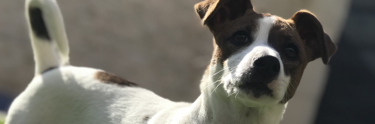 mayaperruna's profile banner image