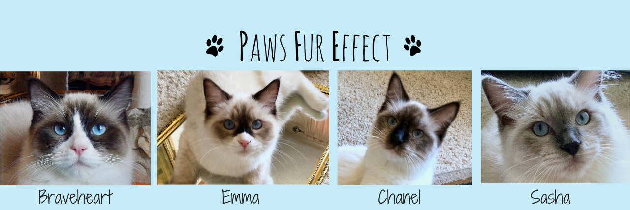 Paws_Fur_Effect's profile banner image