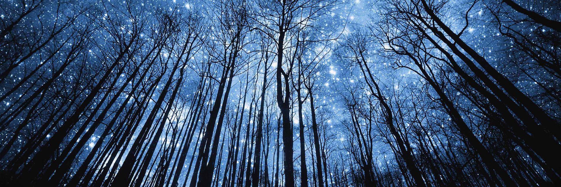 Teri McDowell Ott banner