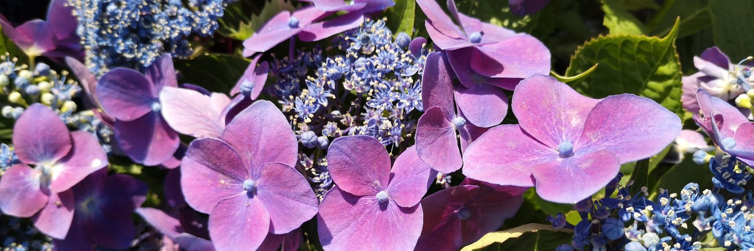 Dr Tracy Mitchell banner