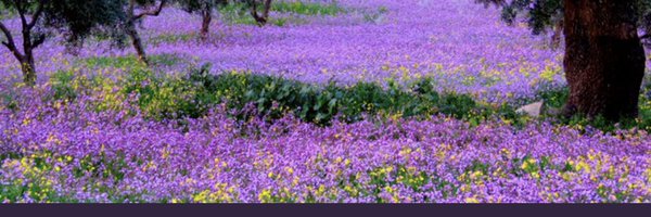 mymone_ali Profile Banner