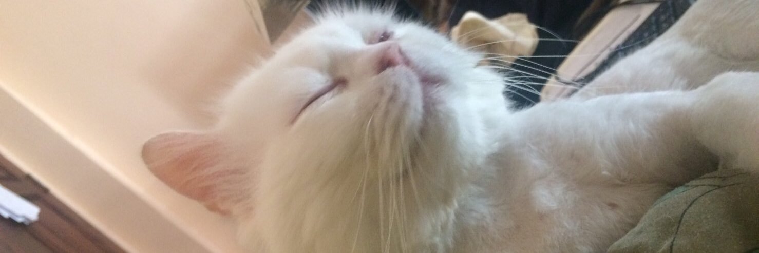 ployert's profile banner image