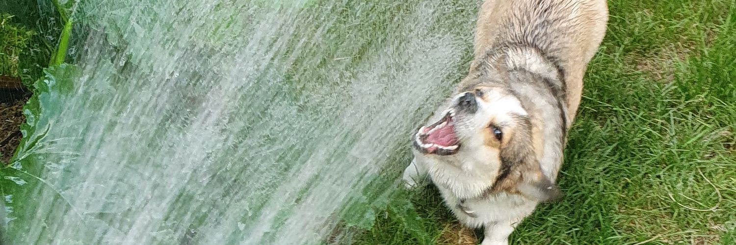 Staphilea 🦊🧵 banner