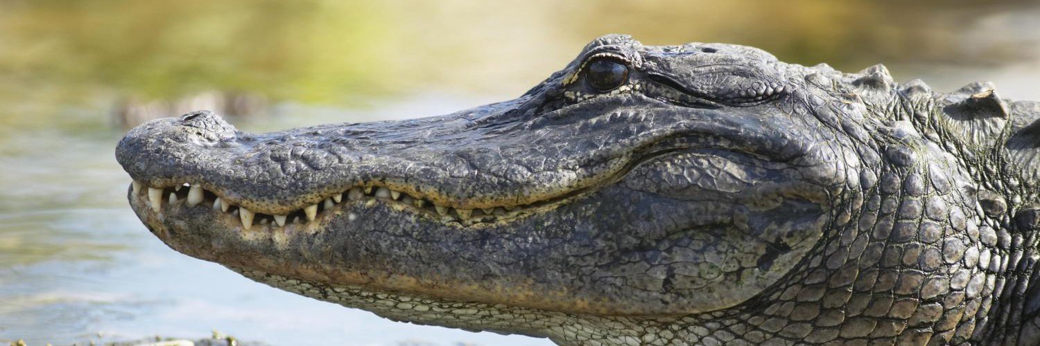 UF General Internal Medicine banner