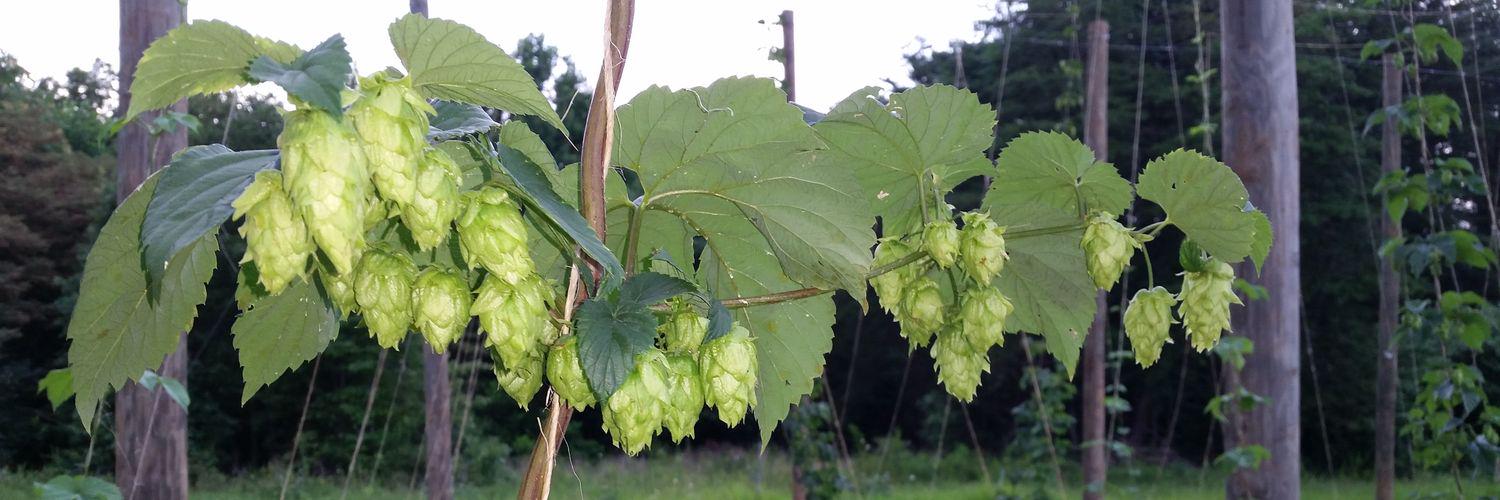 Mountain Valley Hops banner