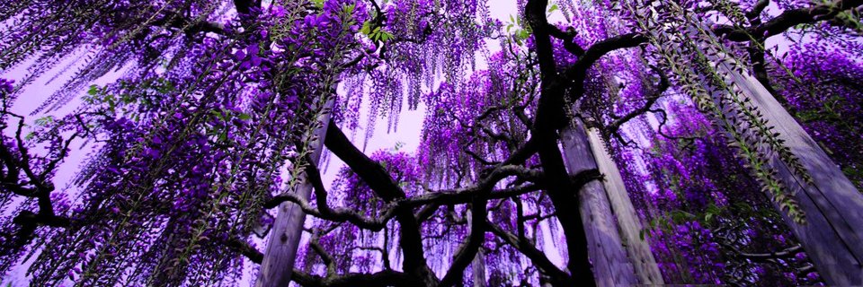 NeriNeringa's profile banner image