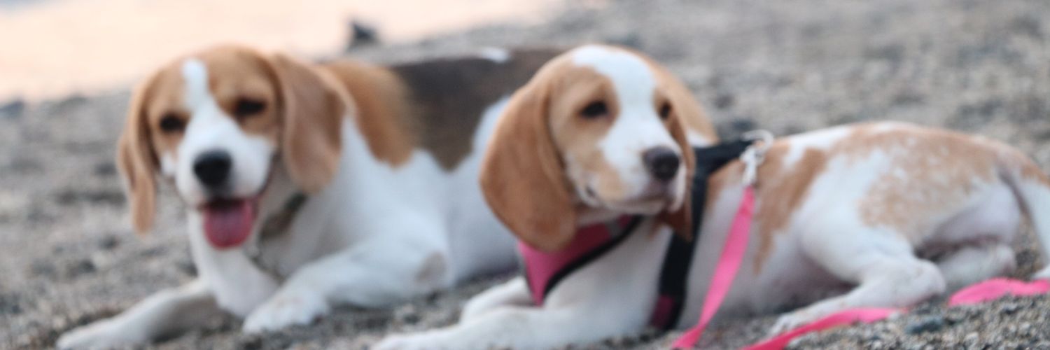 sayCheeezz's profile banner image