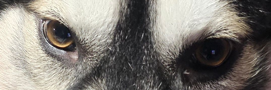 RIlovefc3s's profile banner image