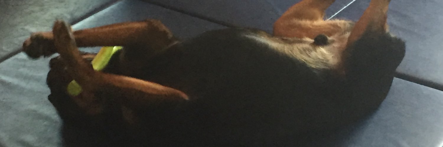dangerpopkin's profile banner image