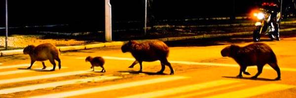 peterawolf Profile Banner