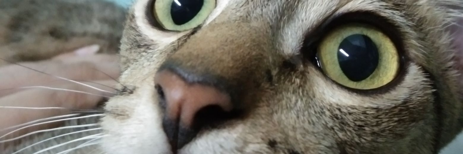 🦋 banner