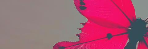 rawanalsh3's profile banner image