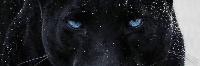 BiqNiq's profile banner image