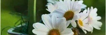 antoniettamia's profile banner image