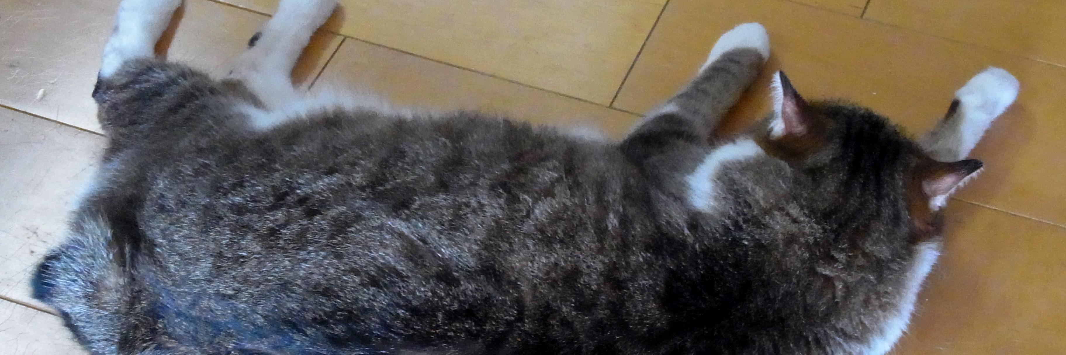MASUDA1623's profile banner image
