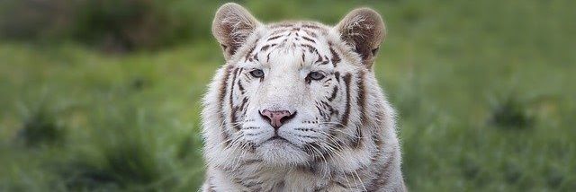 wrexcat's profile banner image