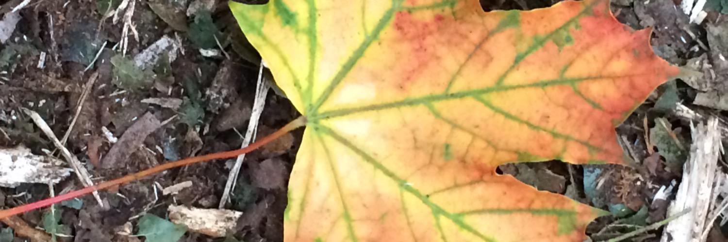 CHER_Y_L's profile banner image