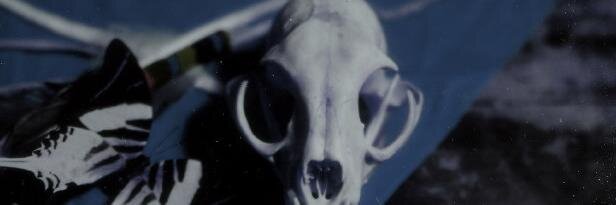 edcult's profile banner image