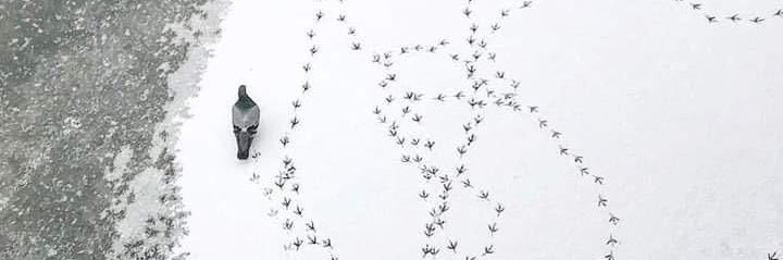 parareoww's profile banner image