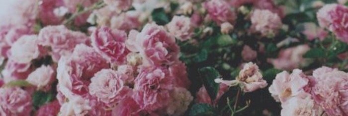 JaclynC_22's profile banner image