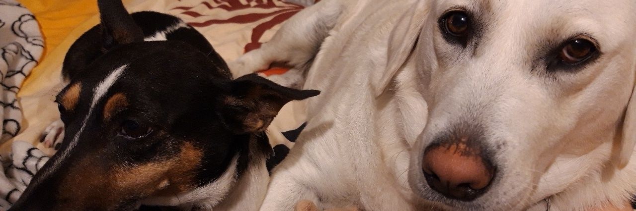 Meagan🇮🇪 banner