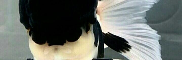 FianoDel's profile banner image