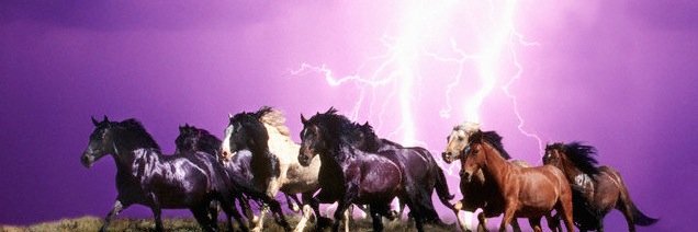 MSHS_Stallions's profile banner image