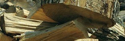 Mireille Marcotte banner